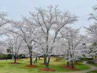 Gucun Park Cherry Blossoms Guide