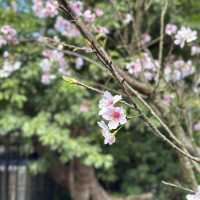 想不到台北的3月還有櫻花盛放