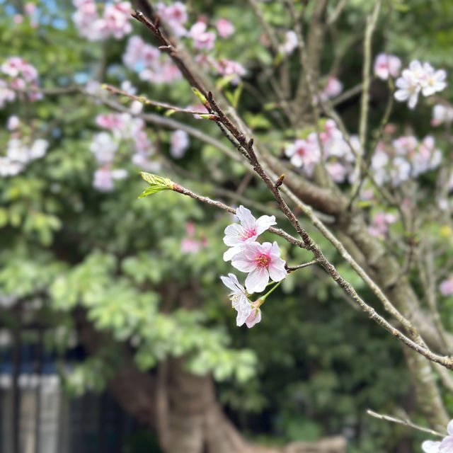 想不到台北的3月還有櫻花盛放