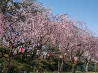 Chasing Sakura at Nagoya Castle 🌸