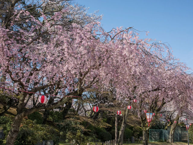 Chasing Sakura at Nagoya Castle 🌸