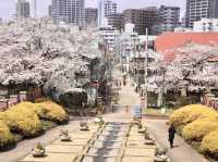 Chasing Sakura at Yamashita Park Yokohama 