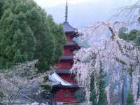 【山梨県】日蓮宗の総本山！樹齢400年の枝垂れ桜が圧巻の「身延山久遠寺」