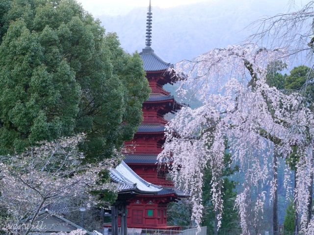 【山梨県】日蓮宗の総本山！樹齢400年の枝垂れ桜が圧巻の「身延山久遠寺」