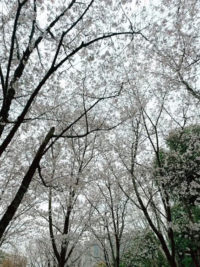 武漢賞櫻之旅：堤角公園賞櫻