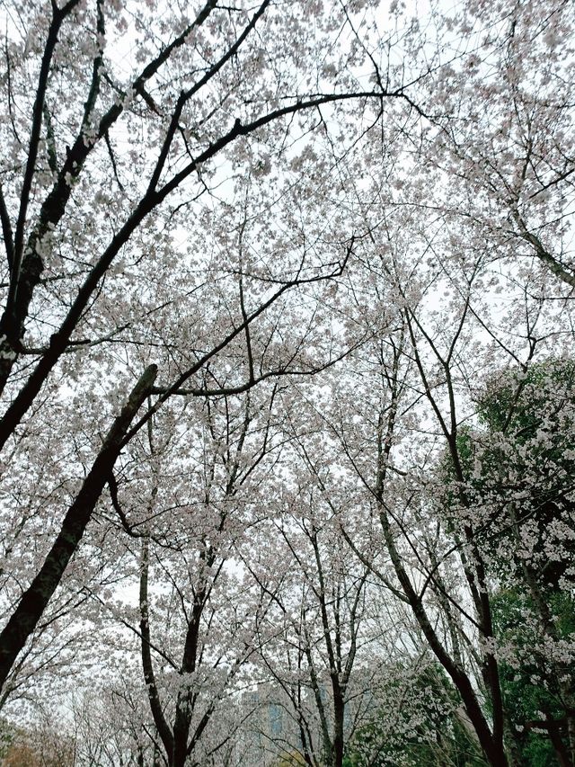 武漢賞櫻之旅：堤角公園賞櫻