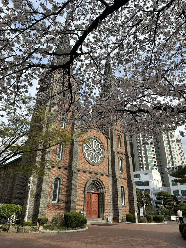 【韓国/大邱】リアルタイム！中心地から徒歩圏内の桜スポット🌸
