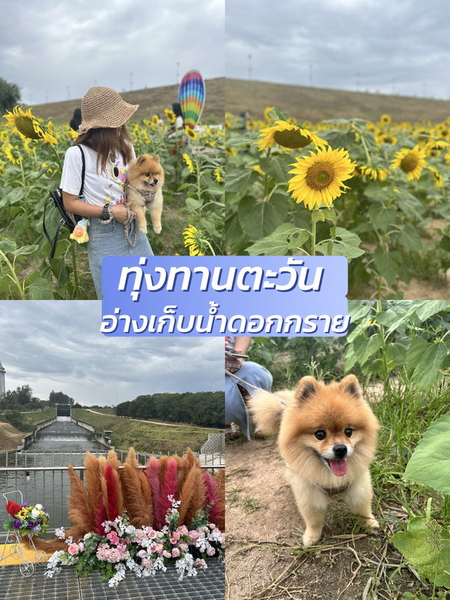 แชร์พิกัดเที่ยวกับน้องหมา🐶/pet friendly