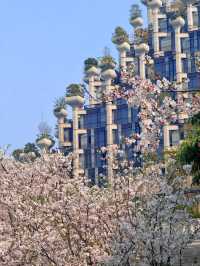 Shanghai's Futuristic Urban Sakura Oasis-1000 Trees