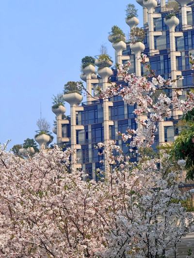 Shanghai's Futuristic Urban Sakura Oasis-1000 Trees | Trip