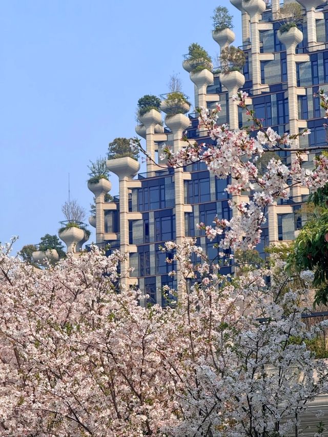 Shanghai's Futuristic Urban Sakura Oasis-1000 Trees