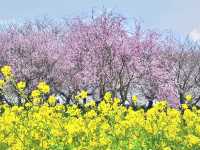 一度は行きたい権現堂堤の桜