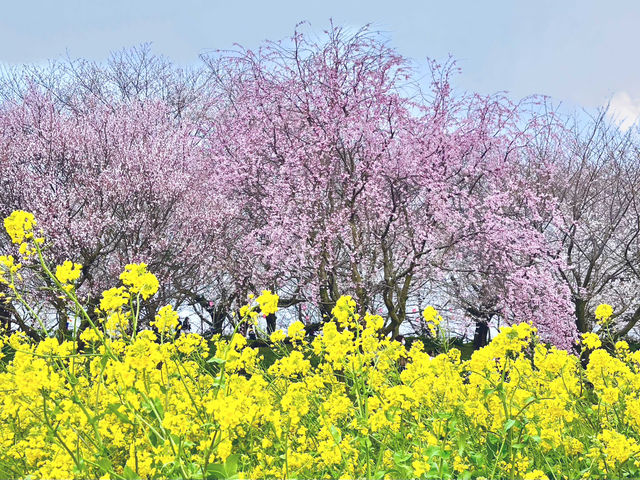 一度は行きたい権現堂堤の桜