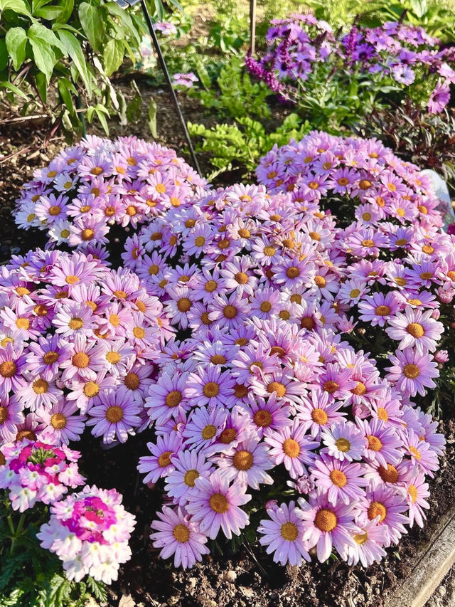 Spring Day Trip to Ashikaga Flower Park