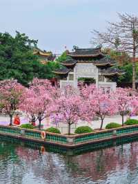Baomo Garden Cherry Blossoms