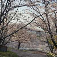 藻巖山·高地櫻花秘境