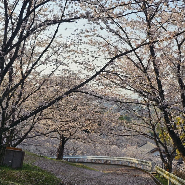 藻巖山·高地櫻花秘境