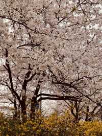 Yunjung Road: Seoul's Iconic Tunnel of Spring Blossoms