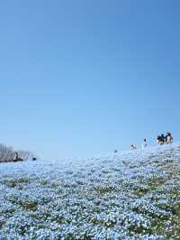 พาชมทุ่งดอกเมโลฟิลาที่สวน Uminokmichi Seaside Park
