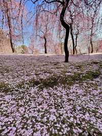 Spring Showers of Blooms at Jōnan-kyū🌸