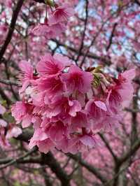 🌸** 關西櫻花祕境**🌸