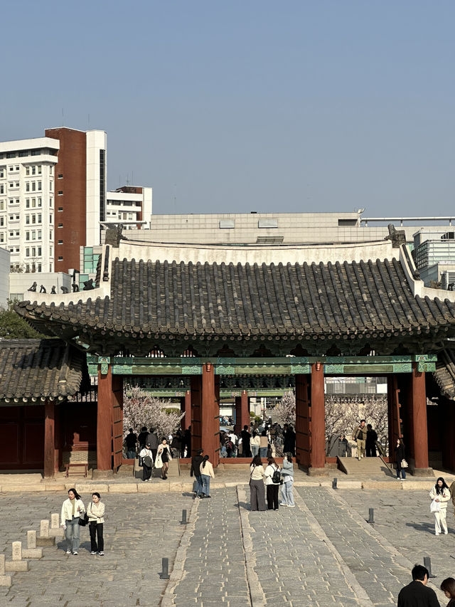 매화나무 살구나무가 흐드러진🌸 창경궁 봄나들이
