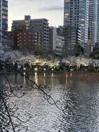 日本百大賞櫻勝地🌸東京上野恩𧶽公園🌸