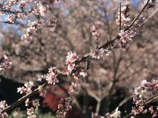 봄의 미노길에서 느긋하게 산책하기