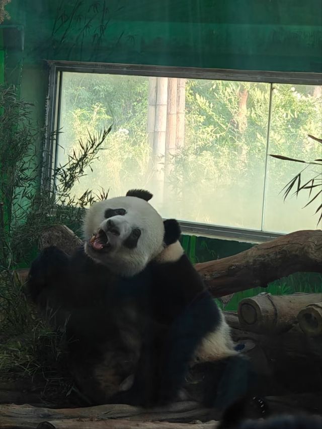 Guangzhou Zoo– A Green Oasis in the Heart of the City