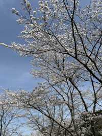 【佐賀】ダムと桜🌸が美しい場所！