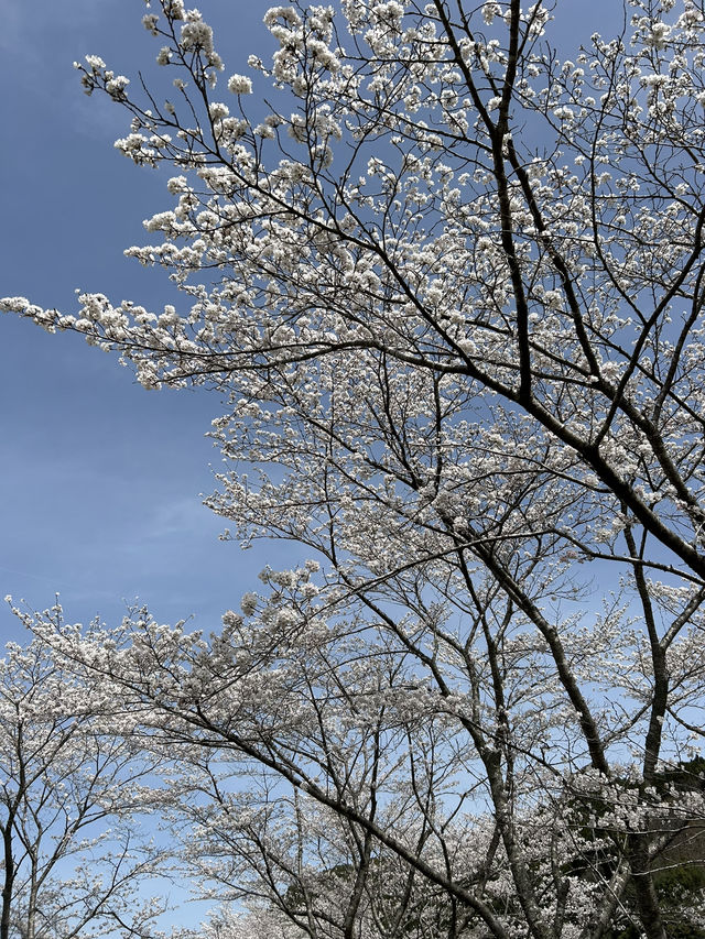 【佐賀】ダムと桜🌸が美しい場所！