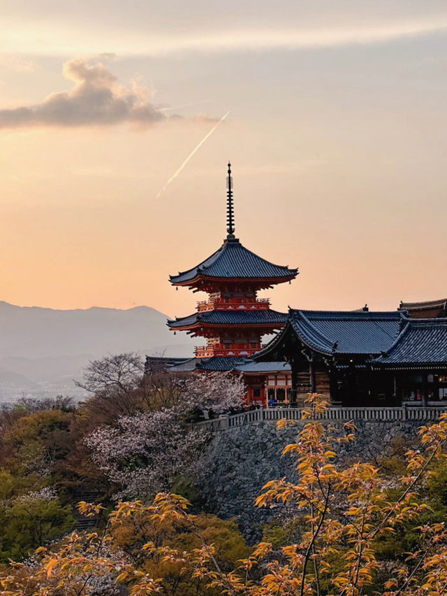 京都櫻花🌸一生必來一次清水寺看櫻花