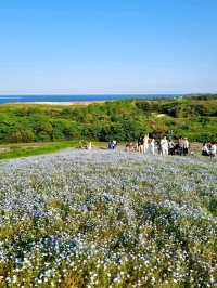 BLUE NEMOPHILAS AT HITACHI SEASIDE PARK, IBARAKI