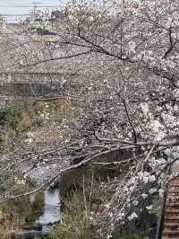 Beautiful cherry blossom @ Nagoya’s Four Seasons Road