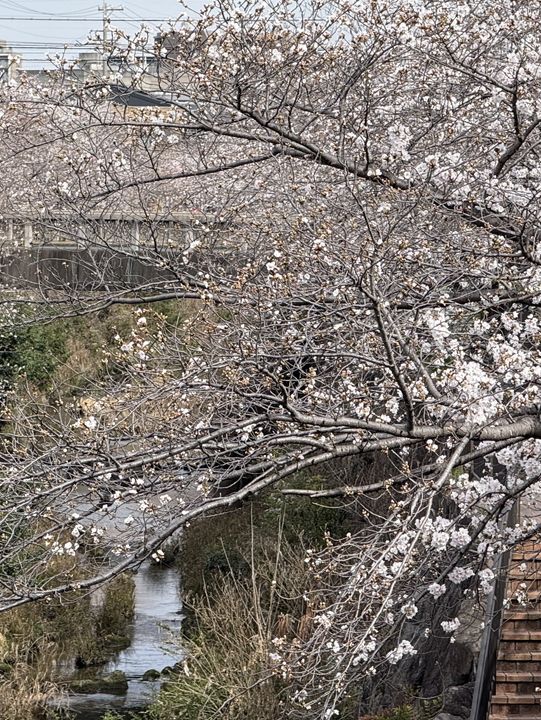 Beautiful cherry blossom @ Nagoya’s Four Seasons Road