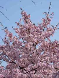 小江戸に咲き誇る桜。川越の春が美しすぎた🌸🏯