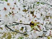 長野県松代の桜