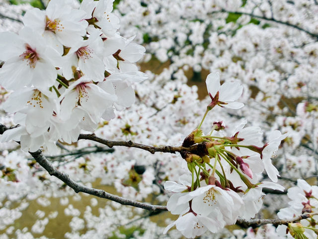 長野県松代の桜