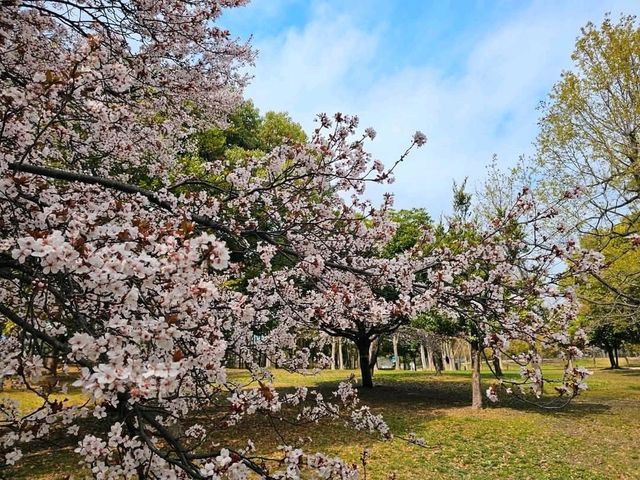 大阪賞櫻-花博公園鶴見綠地，世界各國庭園造景
