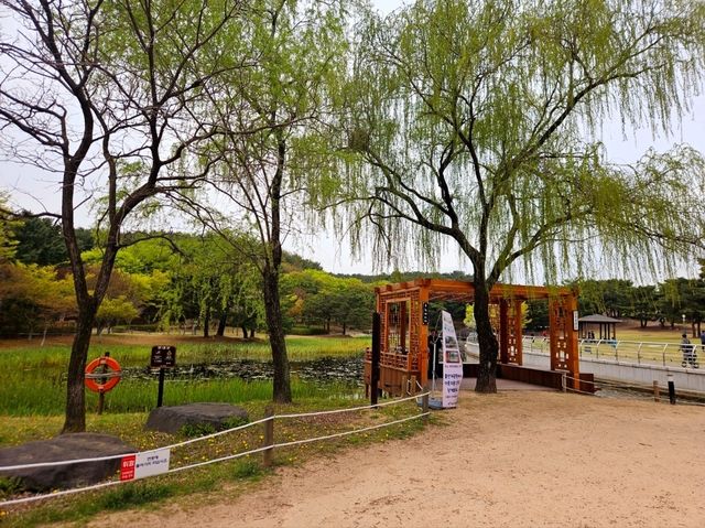 [🇰🇷蔚山] 蔚山大公園で楽しむ春の花見スポット