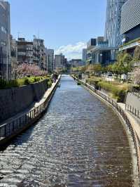 Spring Stroll at Oshinari Park – Cherry Blossoms & Skytree Views