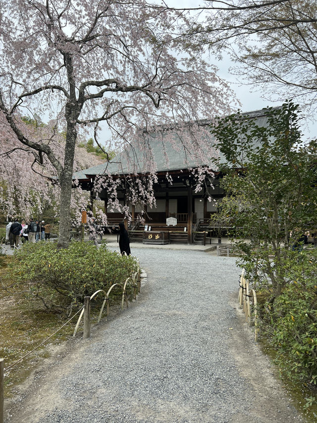 🍃 교토 텐류지(天龍寺), 마음까지 맑아지는 순간 🌸
