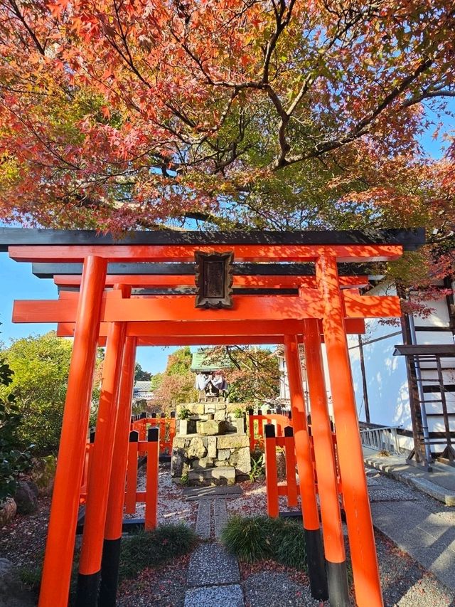 京阪一日賞楓行程，東福寺紅葉海 × 大阪城金秋散步