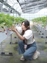 沖繩なかま苺農園  
