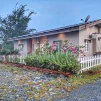“Sabah Tea Resort:The Tranquil Heart of Borneo’s Tea Country”