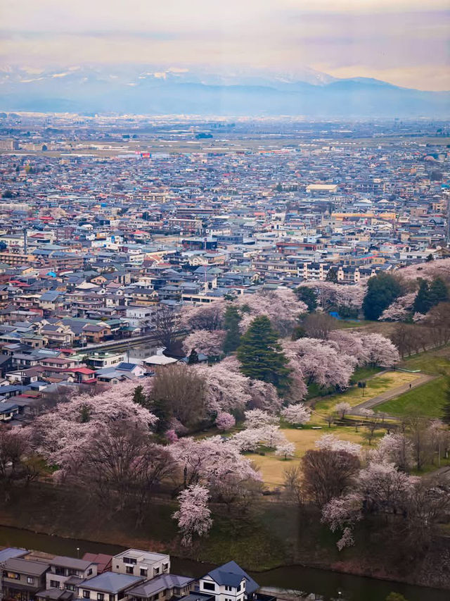 หนึ่งในจุดชมซากุระสุดสวยในยามากาตะ 