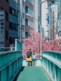 Blossoms and Crosswalks: Spring Unfolds in Shibuya