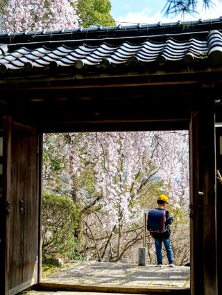 Kyoto Hidden Gem: Iwaya-dera Temple in Spring 🌸⛩️