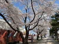 Towada Art Center Sakura | Where Petals Meet Installations