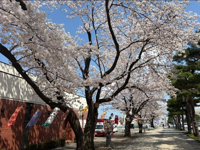 Towada Art Center Sakura | Where Petals Meet Installations